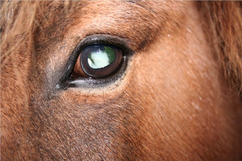 Hest, der har fået lavet kemisk enukleation (blændning) af øjet