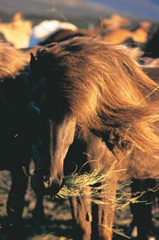 Stråfoder er en uhyre vigtig bestanddel af hestens foder