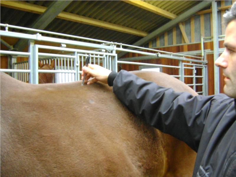 Test af hestens hudfølsomhed og reflekser