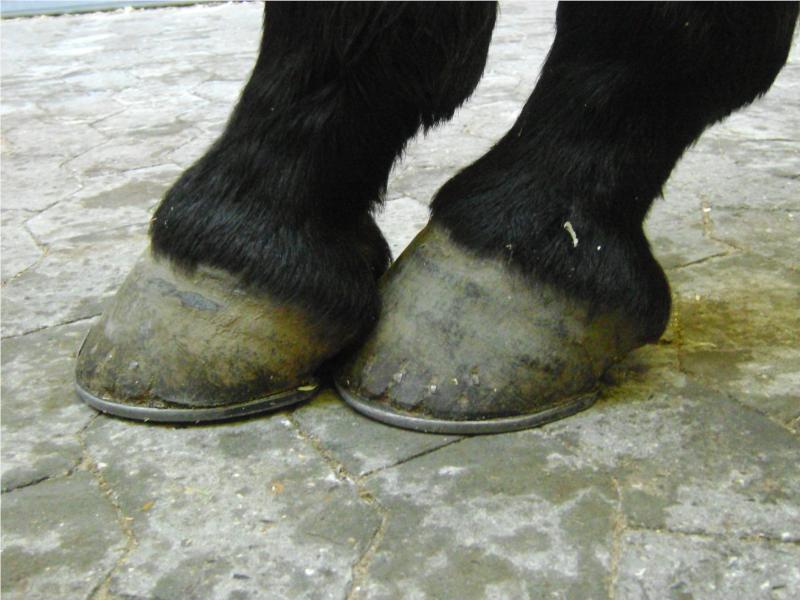 Test af 'proprioception', der fortæller om hestens evne til at vurdere, hvor dens ben befinder sig