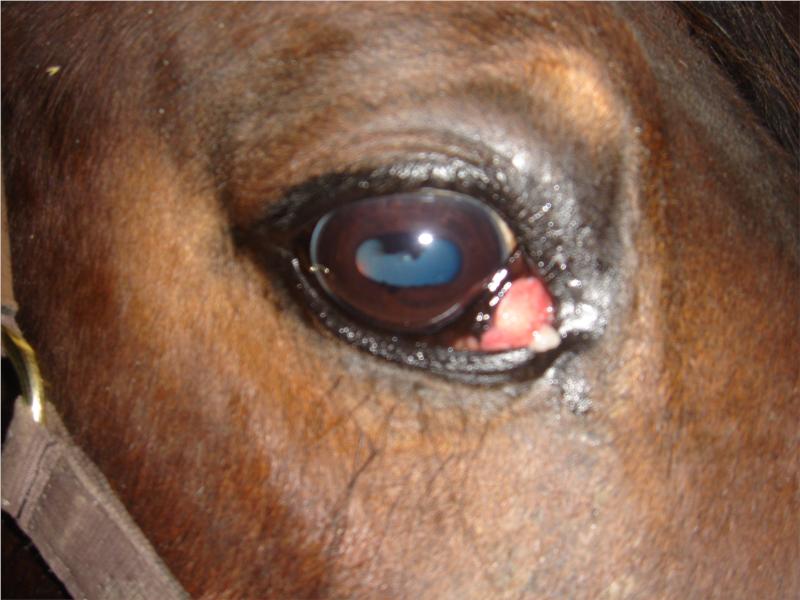 Habronemainfektion i tredje øjenlåg