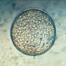 Embryonet er 7 dage gammelt, når det skylles ud af donorhoppen og overføres til rugehoppen. Embryonet kan kun lige anes med det blotte øje.