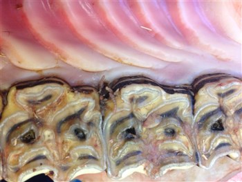 Vandrende mavebremselarver i mundhulen kan være yderst generende for hesten og lede til diastemer (mellemrum), hvor der kan samle sig foderpakninger
