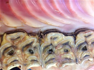 Diastemer med mavebremselarver i tandkødet er meget generende for hesten